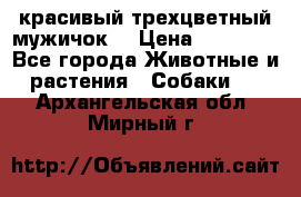 красивый трехцветный мужичок  › Цена ­ 10 000 - Все города Животные и растения » Собаки   . Архангельская обл.,Мирный г.